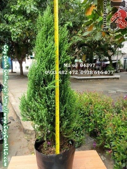 Cây Sơn Tùng – Ý Nghĩa, Cách Chăm Sóc & Mua Bán Sỉ Lẻ Giá Tốt Tại TP.HCM