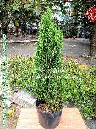 Cây Sơn Tùng – Ý Nghĩa, Cách Chăm Sóc & Mua Bán Sỉ Lẻ Giá Tốt Tại TP.HCM