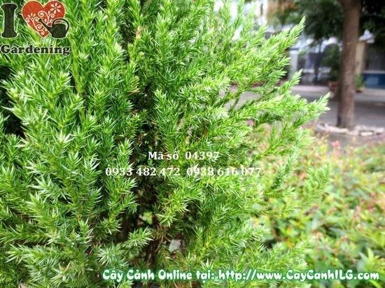 Cây Sơn Tùng – Ý Nghĩa, Cách Chăm Sóc & Mua Bán Sỉ Lẻ Giá Tốt Tại TP.HCM
