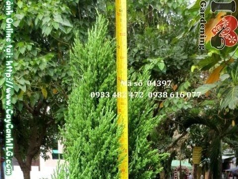 Cây Sơn Tùng – Ý Nghĩa, Cách Chăm Sóc & Mua Bán Sỉ Lẻ Giá Tốt Tại TP.HCM