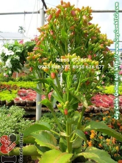 Cây Sống Đời – Ý Nghĩa, Cách Chăm Sóc & Mua Bán Sỉ Lẻ Giá Tốt Tại TP.HCM