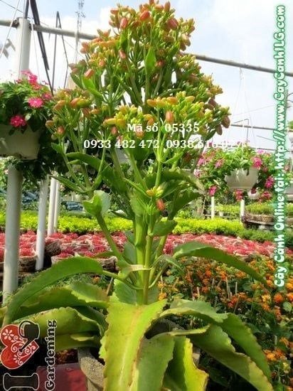 Cây Sống Đời – Ý Nghĩa, Cách Chăm Sóc & Mua Bán Sỉ Lẻ Giá Tốt Tại TP.HCM