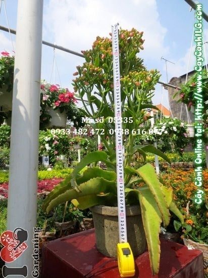 Cây Sống Đời – Ý Nghĩa, Cách Chăm Sóc & Mua Bán Sỉ Lẻ Giá Tốt Tại TP.HCM