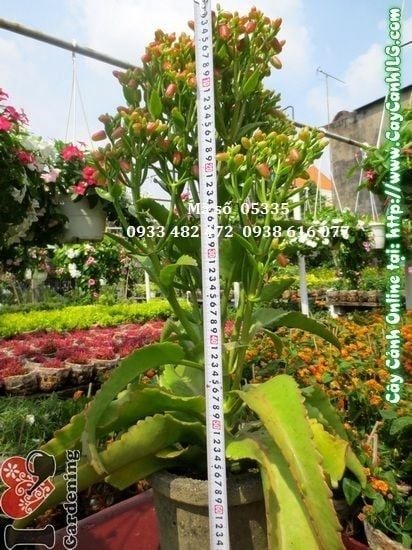 Cây Sống Đời – Ý Nghĩa, Cách Chăm Sóc & Mua Bán Sỉ Lẻ Giá Tốt Tại TP.HCM
