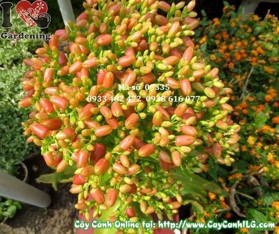 Cây Sống Đời – Ý Nghĩa, Cách Chăm Sóc & Mua Bán Sỉ Lẻ Giá Tốt Tại TP.HCM