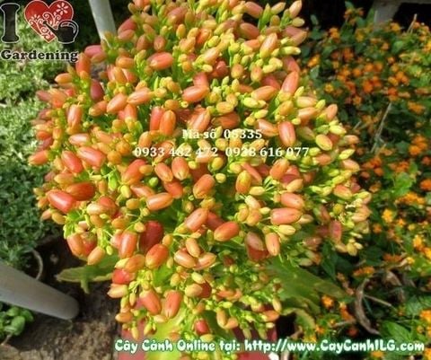 Cây Sống Đời – Ý Nghĩa, Cách Chăm Sóc & Mua Bán Sỉ Lẻ Giá Tốt Tại TP.HCM