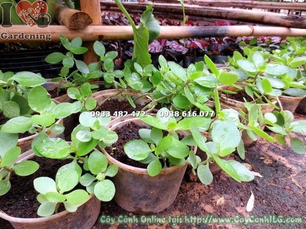 Cây Sống Đời – Ý Nghĩa, Cách Chăm Sóc & Mua Bán Sỉ Lẻ Giá Tốt Tại TP.HCM