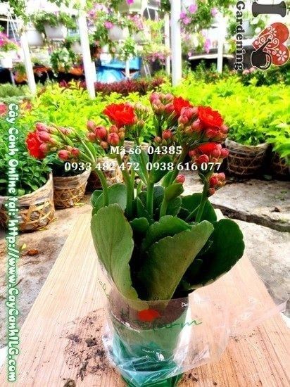 Cây Sống Đời Hoa Kép – Ý Nghĩa, Cách Chăm Sóc & Mua Bán Sỉ Lẻ Giá Tốt Tại TP.HCM
