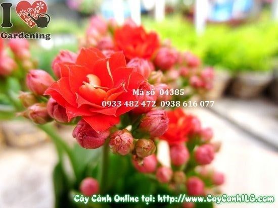 Cây Sống Đời Hoa Kép – Ý Nghĩa, Cách Chăm Sóc & Mua Bán Sỉ Lẻ Giá Tốt Tại TP.HCM