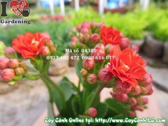 Cây Sống Đời Hoa Kép – Ý Nghĩa, Cách Chăm Sóc & Mua Bán Sỉ Lẻ Giá Tốt Tại TP.HCM