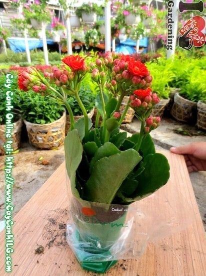 Cây Sống Đời Hoa Kép – Ý Nghĩa, Cách Chăm Sóc & Mua Bán Sỉ Lẻ Giá Tốt Tại TP.HCM
