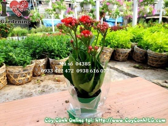 Cây Sống Đời Hoa Kép – Ý Nghĩa, Cách Chăm Sóc & Mua Bán Sỉ Lẻ Giá Tốt Tại TP.HCM