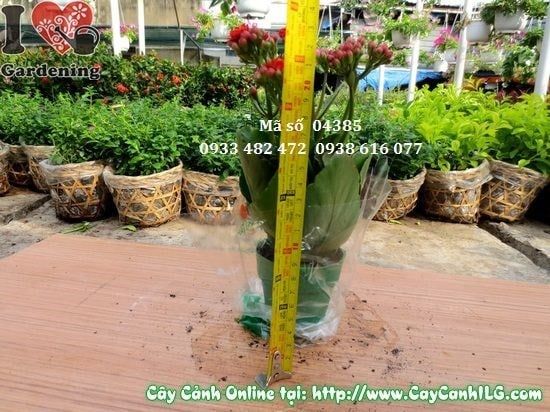 Cây Sống Đời Hoa Kép – Ý Nghĩa, Cách Chăm Sóc & Mua Bán Sỉ Lẻ Giá Tốt Tại TP.HCM