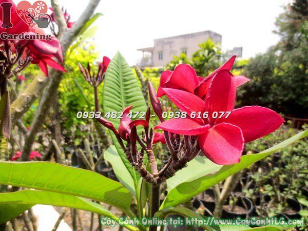 Cây Sứ Đại Hoa Đỏ – Ý Nghĩa, Cách Chăm Sóc & Mua Bán Sỉ Lẻ Giá Tốt Tại TP.HCM