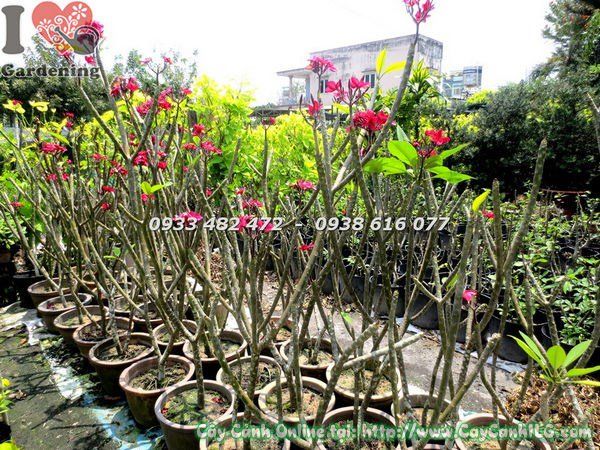 Cây Sứ Đại Hoa Đỏ – Ý Nghĩa, Cách Chăm Sóc & Mua Bán Sỉ Lẻ Giá Tốt Tại TP.HCM