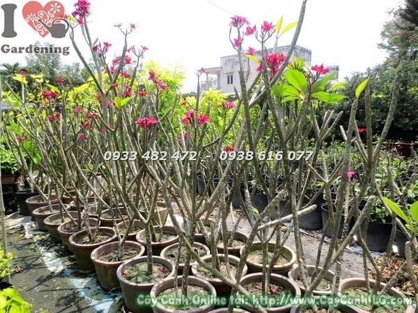 Cây Sứ Đại Hoa Đỏ – Ý Nghĩa, Cách Chăm Sóc & Mua Bán Sỉ Lẻ Giá Tốt Tại TP.HCM