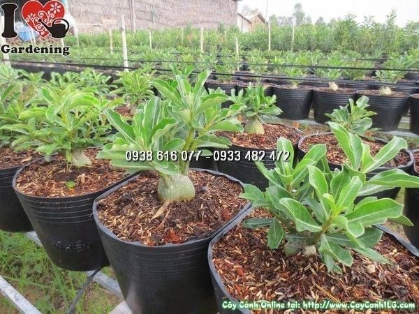 Cây Sứ Thái – Ý Nghĩa, Cách Chăm Sóc & Mua Bán Sỉ Lẻ Giá Tốt Tại TP.HCM
