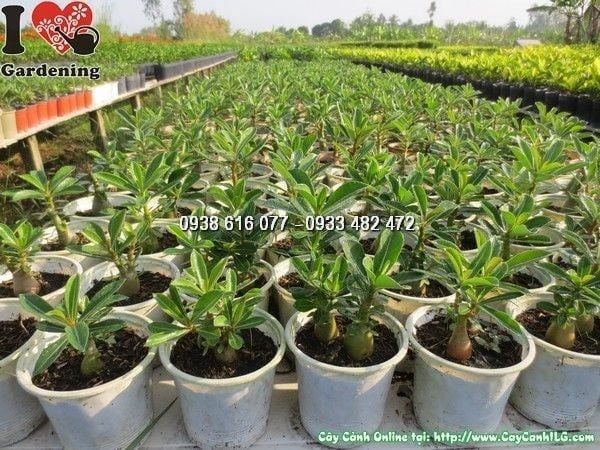 Cây Sứ Thái – Ý Nghĩa, Cách Chăm Sóc & Mua Bán Sỉ Lẻ Giá Tốt Tại TP.HCM