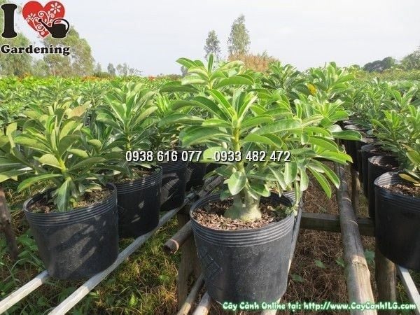 Cây Sứ Thái – Ý Nghĩa, Cách Chăm Sóc & Mua Bán Sỉ Lẻ Giá Tốt Tại TP.HCM