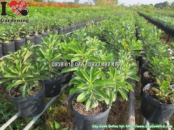 Cây Sứ Thái – Ý Nghĩa, Cách Chăm Sóc & Mua Bán Sỉ Lẻ Giá Tốt Tại TP.HCM
