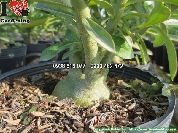 Cây Sứ Thái – Ý Nghĩa, Cách Chăm Sóc & Mua Bán Sỉ Lẻ Giá Tốt Tại TP.HCM