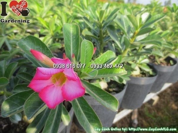 Cây Sứ Thái – Ý Nghĩa, Cách Chăm Sóc & Mua Bán Sỉ Lẻ Giá Tốt Tại TP.HCM