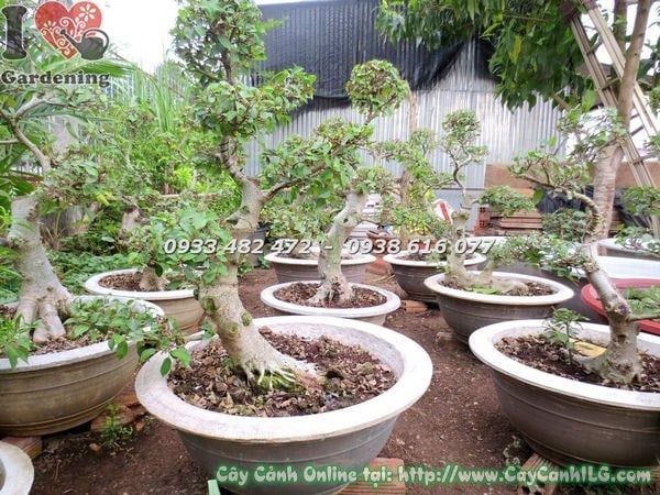 Cây Sung – Ý Nghĩa, Cách Chăm Sóc & Mua Bán Sỉ Lẻ Giá Tốt Tại TP.HCM