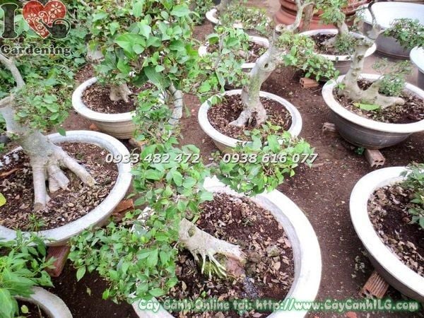 Cây Sung – Ý Nghĩa, Cách Chăm Sóc & Mua Bán Sỉ Lẻ Giá Tốt Tại TP.HCM