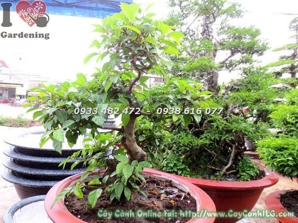 Cây Sung – Ý Nghĩa, Cách Chăm Sóc & Mua Bán Sỉ Lẻ Giá Tốt Tại TP.HCM