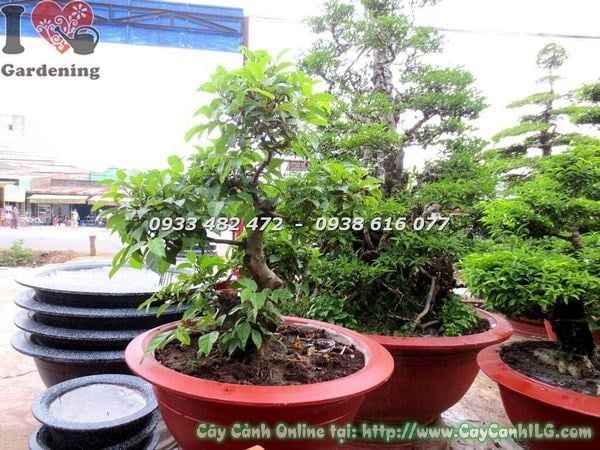 Cây Sung – Ý Nghĩa, Cách Chăm Sóc & Mua Bán Sỉ Lẻ Giá Tốt Tại TP.HCM