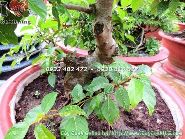 Cây Sung – Ý Nghĩa, Cách Chăm Sóc & Mua Bán Sỉ Lẻ Giá Tốt Tại TP.HCM