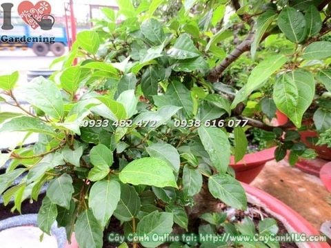 Cây Sung – Ý Nghĩa, Cách Chăm Sóc & Mua Bán Sỉ Lẻ Giá Tốt Tại TP.HCM