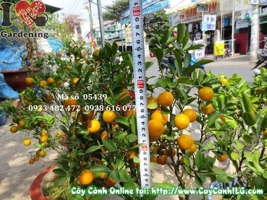 Cây Tắc Hà Nội – Ý Nghĩa, Cách Chăm Sóc & Mua Bán Sỉ Lẻ Giá Tốt Tại TP.HCM