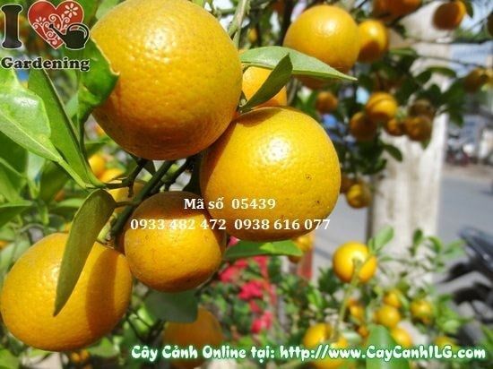 Cây Tắc Hà Nội – Ý Nghĩa, Cách Chăm Sóc & Mua Bán Sỉ Lẻ Giá Tốt Tại TP.HCM