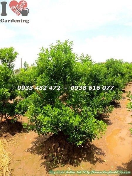 Cây Tắc Hà Nội – Ý Nghĩa, Cách Chăm Sóc & Mua Bán Sỉ Lẻ Giá Tốt Tại TP.HCM