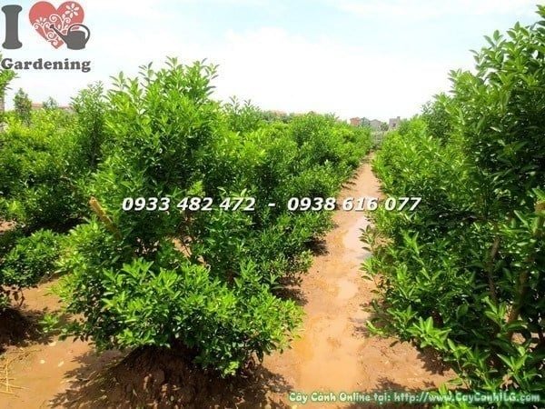 Cây Quất Hà Nội – Ý Nghĩa, Cách Chăm Sóc & Mua Bán Sỉ Lẻ Giá Tốt Tại TP.HCM
