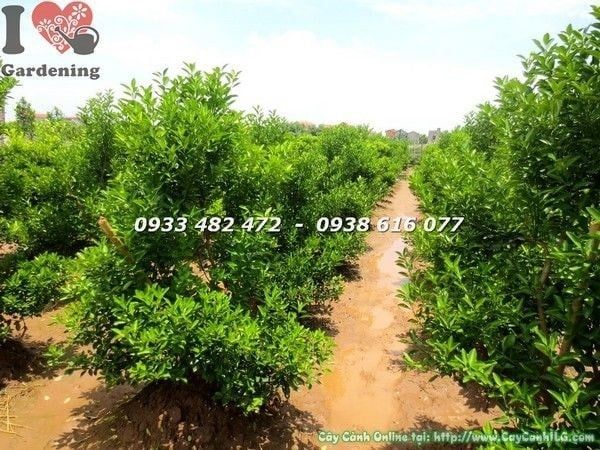 Cây Tắc Hà Nội – Ý Nghĩa, Cách Chăm Sóc & Mua Bán Sỉ Lẻ Giá Tốt Tại TP.HCM