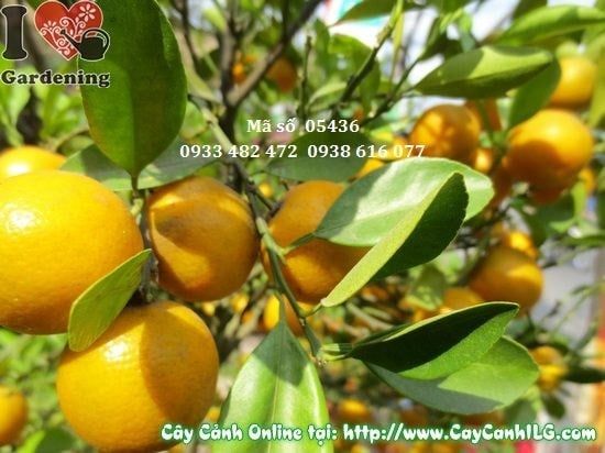 Cây Tắc Hà Nội – Ý Nghĩa, Cách Chăm Sóc & Mua Bán Sỉ Lẻ Giá Tốt Tại TP.HCM