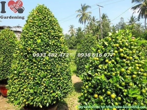 Cây Tắc Tết – Ý Nghĩa, Cách Chăm Sóc & Mua Bán Sỉ Lẻ Giá Tốt Tại TP.HCM