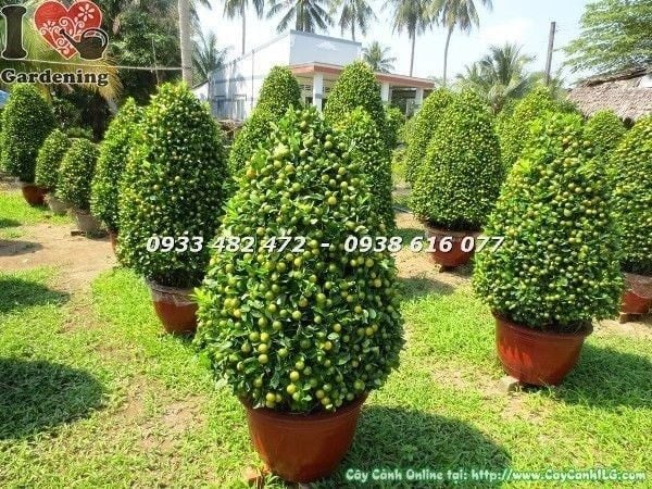Cây Tắc Tết – Ý Nghĩa, Cách Chăm Sóc & Mua Bán Sỉ Lẻ Giá Tốt Tại TP.HCM