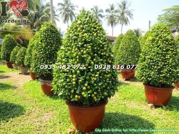 Cây Tắc Tết – Ý Nghĩa, Cách Chăm Sóc & Mua Bán Sỉ Lẻ Giá Tốt Tại TP.HCM