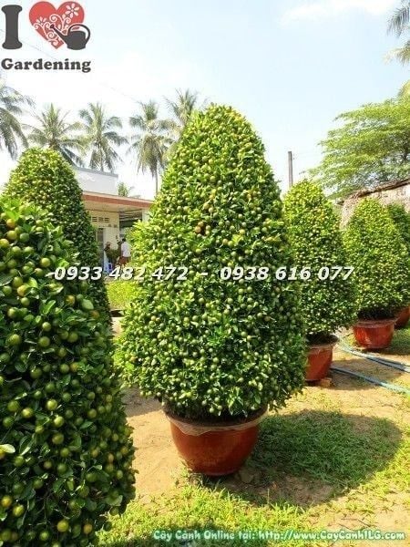Cây Tắc Tết – Ý Nghĩa, Cách Chăm Sóc & Mua Bán Sỉ Lẻ Giá Tốt Tại TP.HCM