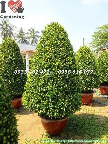 Cây Tắc Tết – Ý Nghĩa, Cách Chăm Sóc & Mua Bán Sỉ Lẻ Giá Tốt Tại TP.HCM