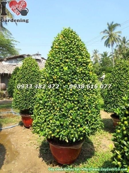 Cây Tắc Tết – Ý Nghĩa, Cách Chăm Sóc & Mua Bán Sỉ Lẻ Giá Tốt Tại TP.HCM