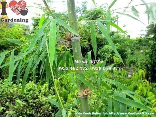 Cây Tầm Vông – Ý Nghĩa, Cách Chăm Sóc & Mua Bán Sỉ Lẻ Giá Tốt Tại TP.HCM