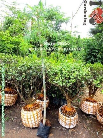 Cây Tầm Vông – Ý Nghĩa, Cách Chăm Sóc & Mua Bán Sỉ Lẻ Giá Tốt Tại TP.HCM