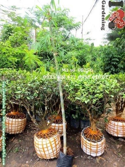 Cây Tầm Vông – Ý Nghĩa, Cách Chăm Sóc & Mua Bán Sỉ Lẻ Giá Tốt Tại TP.HCM