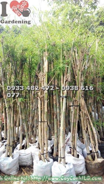 Cây Tầm Vông – Ý Nghĩa, Cách Chăm Sóc & Mua Bán Sỉ Lẻ Giá Tốt Tại TP.HCM