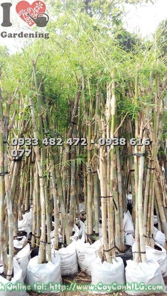 Cây Tầm Vông – Ý Nghĩa, Cách Chăm Sóc & Mua Bán Sỉ Lẻ Giá Tốt Tại TP.HCM