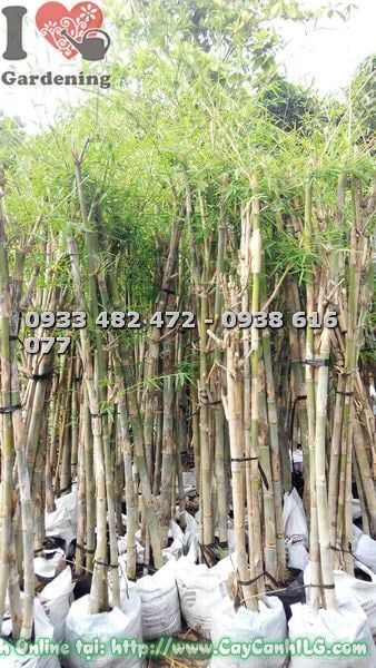 Cây Tầm Vông – Ý Nghĩa, Cách Chăm Sóc & Mua Bán Sỉ Lẻ Giá Tốt Tại TP.HCM